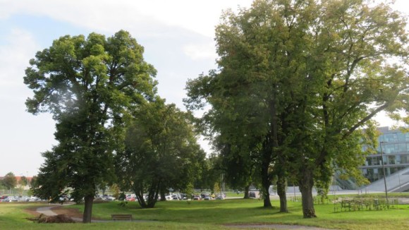 Flora locale